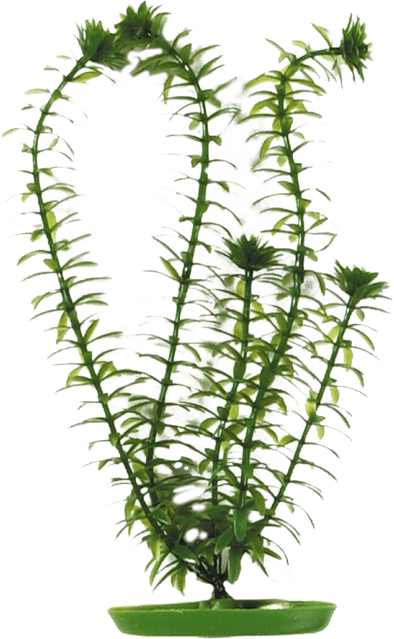 Rostlina Marina Anacharis 13cm