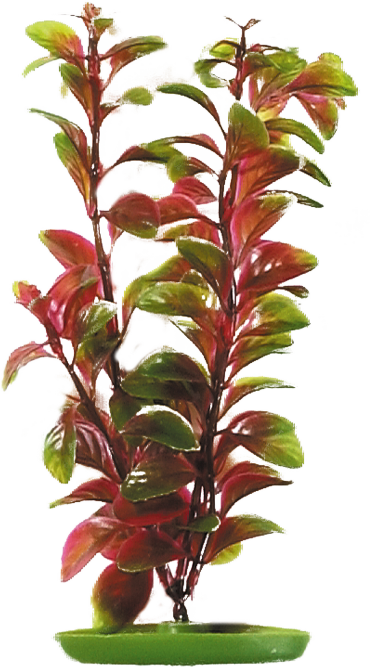 Rostlina Marina Red Ludwigia 20cm