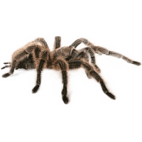 Sklípkan - Grammostola