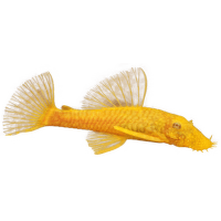 Krunýřovec zlatý - Ancistrus sp. gold