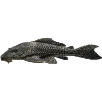 Prísavník Special L – Pleco Special