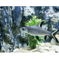 Parmička žraločí - Balantiocheilus melanopterus