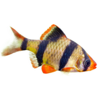 Parmička čtyřpruhá - Puntigrus tetrazona