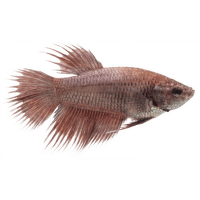 Bojovnice pestrá samice - Betta splendens female