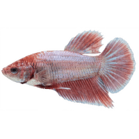 Bojovnica pestrá samica - Betta splendens Colour
