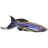 Danio pruhované dlouhoploutvé - Brachydanio rerio long fin