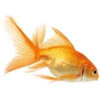 Závojnatka čínská - Carassius auratus long fin mixed