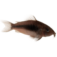 Pancéřníček zelený - Corydoras aeneus schultzei