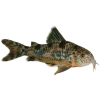 Pancéřníček skvrnitý - Corydoras paleatus