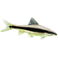 Parmička černopruhá - Crossocheilus siamensis