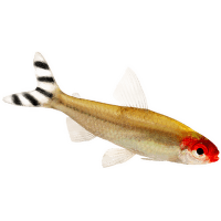 Tetra červenoústá - Hemigrammus rhodostomus