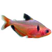 Tetra krvavá - Hyphessobrycon eques/callistus