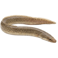 Hrotočelec – Mastacembelus sp.