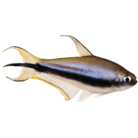 Tetra císařská - Nematobrycon palmeri