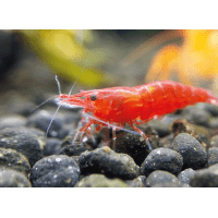 Krevetka červená - Neocardinia red