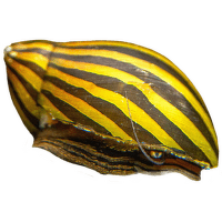 Neritina zebra - Neritina natalensis