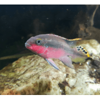 Pestřenec červený - Pelvicachromis pulcher