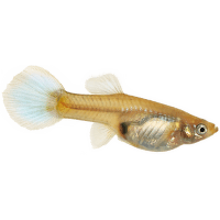 Paví očko (živorodka duhová) - Poecilia reticulata samice mix