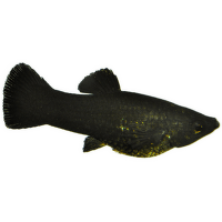 Živorodka ostrotlamá Black Molly - Poecilia sphenops black molly