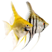 Skalár amazonský – Pterophyllium scalare L