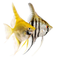 Skalár amazonský – Pterophyllum scalare XL