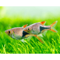 Razbora klínoskvrnná – Rasbora heteromorpha