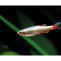 Kardinálka čínská - Tanichthys albonubes