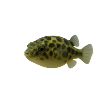 Čtverzubec trpasličí - Carinotetraodon travancor