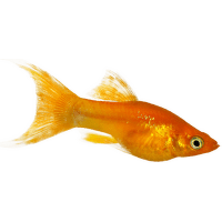 Živorodka ostrotlamá Gold Molly - Poecilia shenops gold tuxedo molly