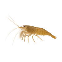 Kreveta molucká - Atyopsis moluccensis