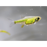 Razbora ranongská – Rasbora kubotai