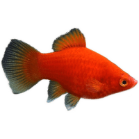 Plata skvrnitá korálová - Xiphophorus maculatus koral