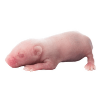 Myší holátko