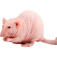 Potkan NUNU - Rattus norvegicus NUNU