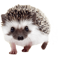 Ježko bielobruchý - Atelerix albiventris