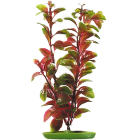 Rastlina MARINA Red Ludwigia 50 cm