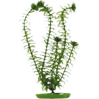 Rostlina Marina Anacharis 13cm