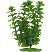 Rostlina Marina Ambulia 20cm