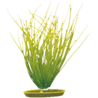 Rostlina Marina Hairgrass 20cm