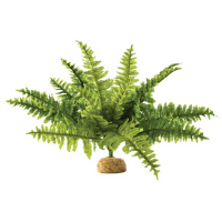 Rostlina EXO TERRA Boston Fern střední