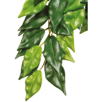 Rastlina terar.Ficus mala