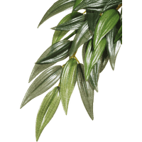Rostlina EXO TERRA Rucus střední 55 cm