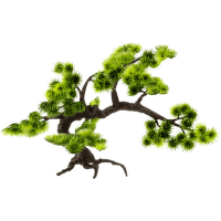 Rostlina JK BONSAI malá