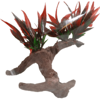 Kořen JK Barma 17cm