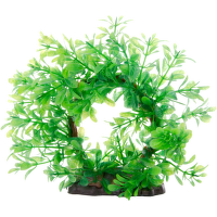 Rostlina JK Ludwigia Ring 14-17cm