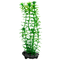 Декоративное растение для аквариума – Tetra Anacharis S, 15 cм