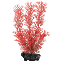 Tetra rastlina Foxtail Red S 15 cm