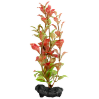 Tetra rastlina Red Ludwigia S 15 cm
