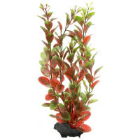 Rastlina Tetra Red Ludwigia M 23cm