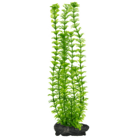 Rastlina Tetra Ambulia L 30cm